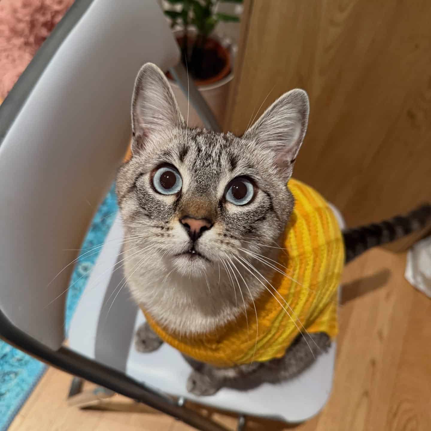 Michelangelo - 3 years old - Not just a cat, but a masterpiece: a Renaissance soul wrapped in fur, a Botticelli angel with the confidence of a Medici Duke. Soft as a Baroque drapery, yet capable of turning into a tiny demon when breakfast is late. Blue eyes — brighter than lapis lazuli on a medieval altarpiece. Every purr is a brushstroke of peace. Every nap, a reminder that beauty needs no rush. A living artwork — dramatic, majestic, slightly evil — and somehow, my emotional support system 💙