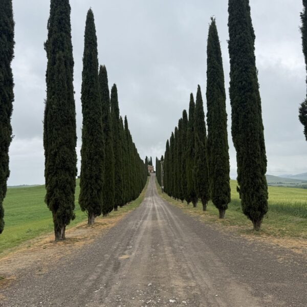 Cypresses