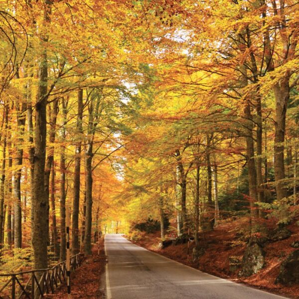 Monte Amiata Woods