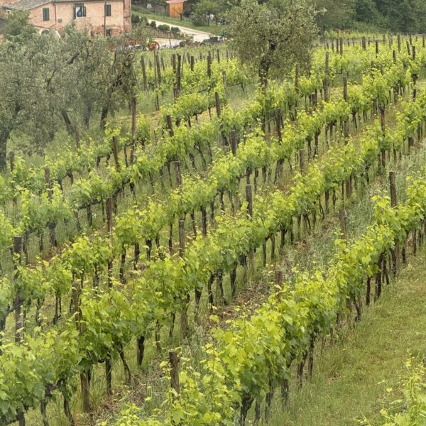Vineyard
