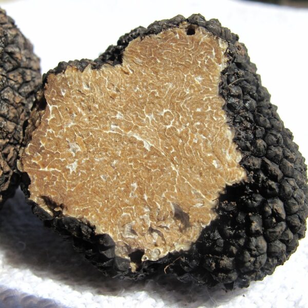 truffle, real truffle, mushroom, delicacy, tuber, mushroom genus, related truffle, marbled, flesh, cross-section, sought after, edible mushroom, expensive, price, precious, spherical nodular, spherical, tuberous, fruiting bodies, trama, plektenchym, plaiting materials, translucent fabric, brown, earth tones, black, dark, summer truffle, tuber aestivum, scorzone, taste, nutty, food, würzpilz, mycorrhiza, underground, truffle, truffle, truffle, truffle, truffle