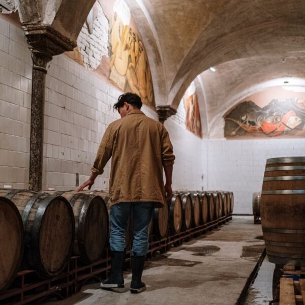 Balsamic vinegar A man inspecting wooden barrels in a brewery cellar, checking fermentation storage.